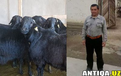 Qo'yni yo'q qilishni bilasizmi? bilmasangiz bilib oling
